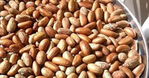51yUNDINKhL_AC_UF10001000_QL80 - Daily Health Tips: Simple Tricks for a Healthier Life Kola Nut