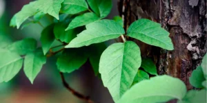 poison-ivy-980x490 - Daily Health Tips: Simple Tricks for a Healthier Life Poison Ivy